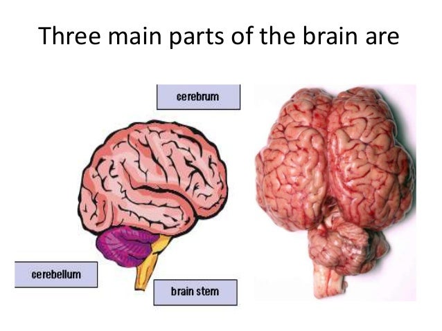 brain and drain essay The healthcare systems in low-income countries are already in a weak and fragile state, with a rapidly growing rate of childhood and maternal mortality the “brain drain” phenomenon directly threatens the delivery of adequate health care to the citizens of poorer countries, contributing to their increasing mortality rate. brain and drain essay The healthcare systems in low-income countries are already in a weak and fragile state, with a rapidly growing rate of childhood and maternal mortality the “brain drain” phenomenon directly threatens the delivery of adequate health care to the citizens of poorer countries, contributing to their increasing mortality rate.